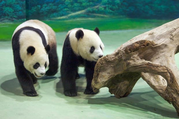 大陆赠送给台湾的大熊猫“团团”与“圆圆”